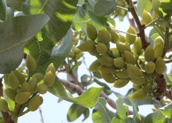 Aracılar fıstık fiyatını artırıyor