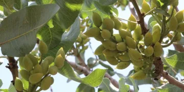 Aracılar fıstık fiyatını artırıyor