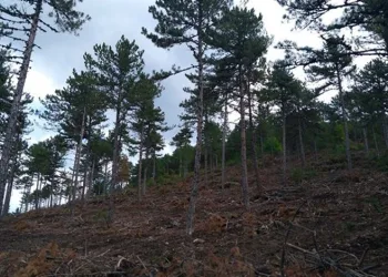 Balıkesir’de 45 ormana giriş yasaklandı