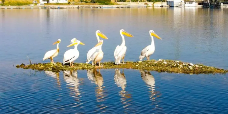 Pelikanların göç yolculuğu başladı