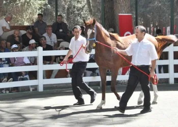 50 tay satışından 5,2 milyon TL gelir