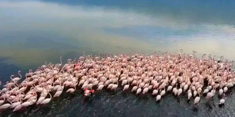 Flamingoların görsel şöleni hayran bıraktı