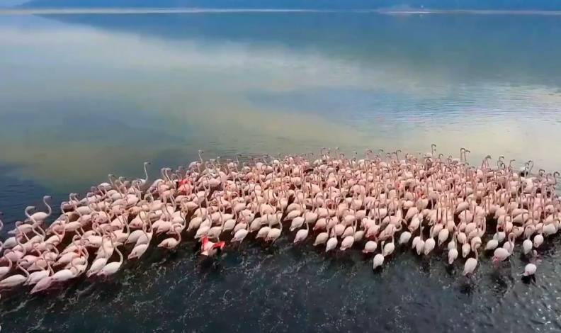Flamingoların görsel şöleni hayran bıraktı