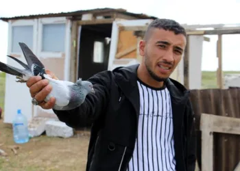 Güvercinleri çalıp, tilkiyi suçladılar