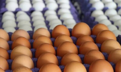 Rekabet Kurumun'dan yumurta sektörüne soruşturma