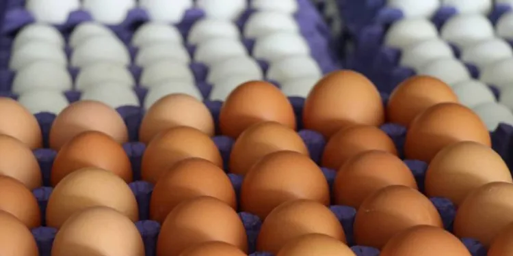 Rekabet Kurumun’dan yumurta sektörüne soruşturma