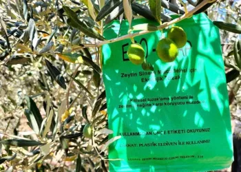 Balıkesir’de zeytin sineğine karşı mücadele