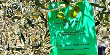Balıkesir’de zeytin sineğine karşı mücadele