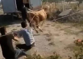 Bursa’da öfkeli boğayı güçlükle zapt ettiler