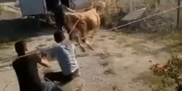 Bursa’da öfkeli boğayı güçlükle zapt ettiler