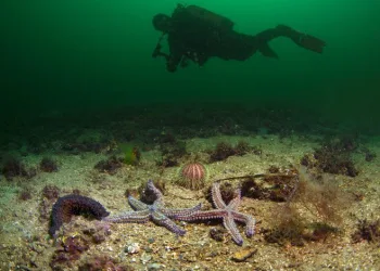 Gemlik Körfezi su altı kamerasıyla görüntülendi