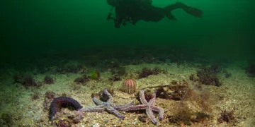 Gemlik Körfezi su altı kamerasıyla görüntülendi