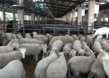 Bursa’da vatandaşlar kurbanlık alımı için son günü bekliyor