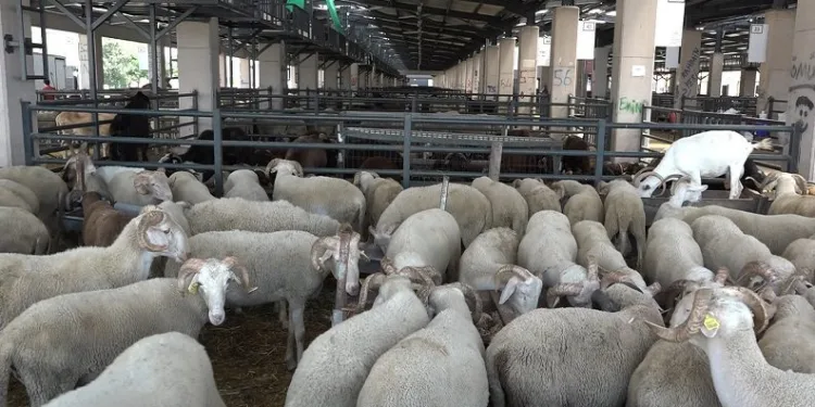 Bursa’da vatandaşlar kurbanlık alımı için son günü bekliyor