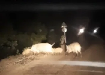 Bursa’da aç kalan domuz sürüsü köye indi