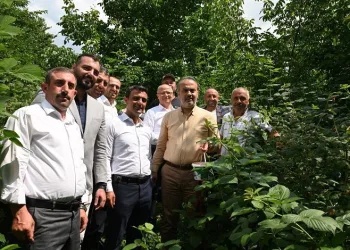Bursalı çiftçinin hasat bayramı