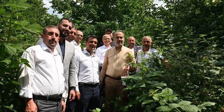 Bursalı çiftçinin hasat bayramı