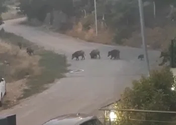 Bursa’da domuz sürüsü mahalleye indi
