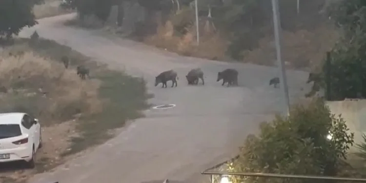 Bursa’da domuz sürüsü mahalleye indi
