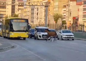 Bursa’da başıboş at trafiği aksattı