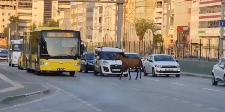 Bursa’da başıboş at trafiği aksattı