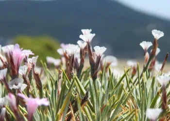 Spil Dağı’nda endemik türler fotoğraflandı