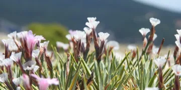 Spil Dağı’nda endemik türler fotoğraflandı