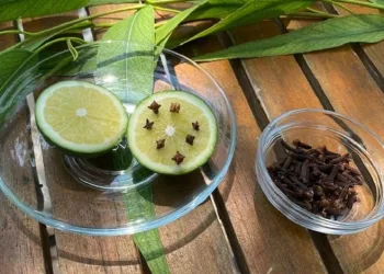 Sivrisineklerden korunmanın doğal yolları