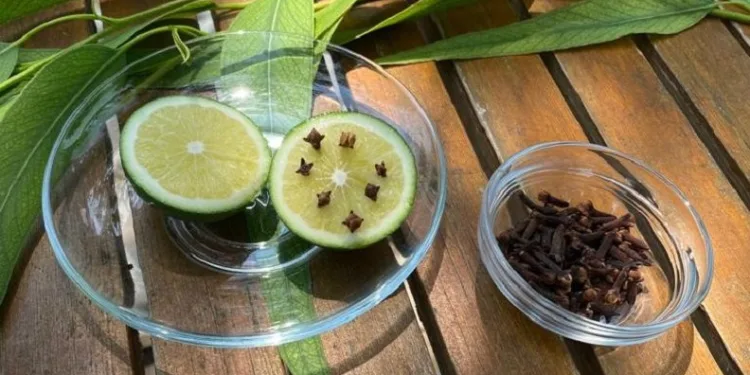 Sivrisineklerden korunmanın doğal yolları
