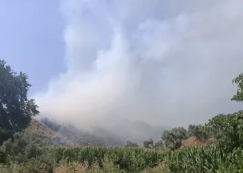 İzmir’de ormanlık alanda yangın