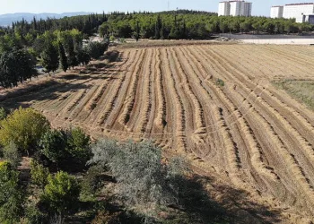 BUÜ’den 400 ton buğdayla ekonomiye katkı