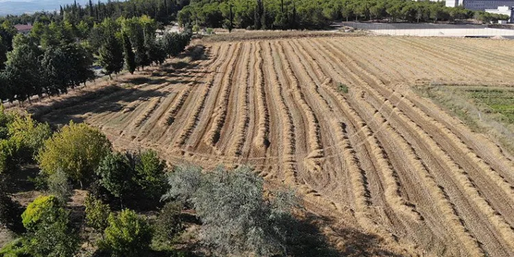 BUÜ’den 400 ton buğdayla ekonomiye katkı