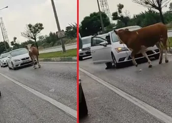 Bursa’da kaçan kurbanlık trafiği birbirine kattı