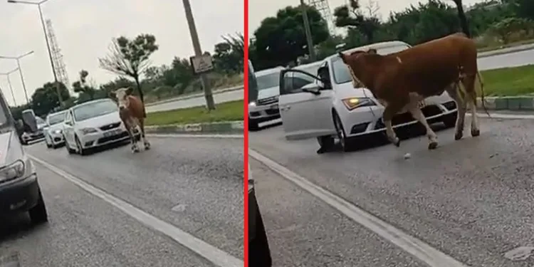 Bursa’da kaçan kurbanlık trafiği birbirine kattı