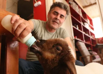 Annesi ölen kuzuyu bebeği gibi besliyor