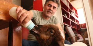Annesi ölen kuzuyu bebeği gibi besliyor
