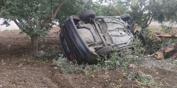 Bursa’da otomobil zeytinliğe devrildi