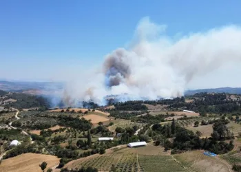 Manisa’daki yangın buğday tarlasında başlamış