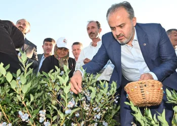 Bursa’da yaban mersini tarlalarında hasat bereketi