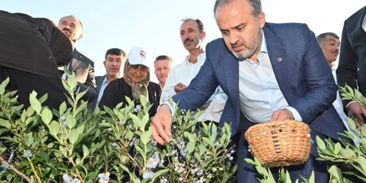 Bursa’da yaban mersini tarlalarında hasat bereketi