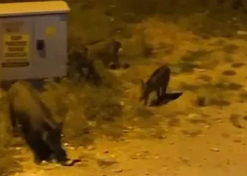 Bursa’da aç kalan domuzlar şehre indi