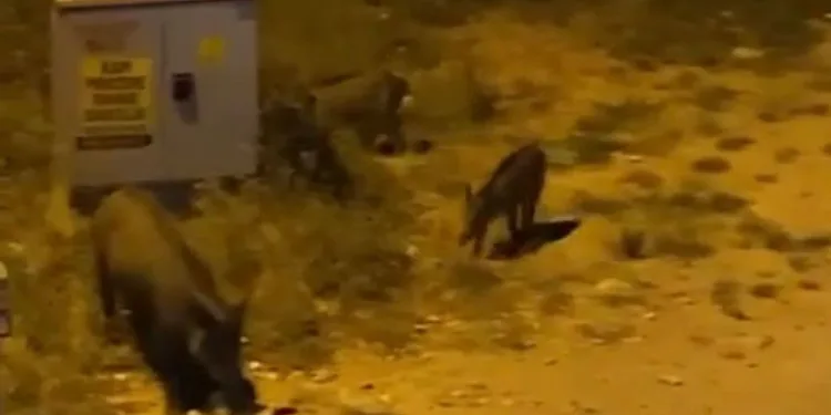 Bursa’da aç kalan domuzlar şehre indi
