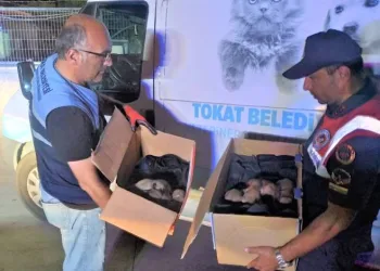 Yavru köpekleri ölüme terk ettiler