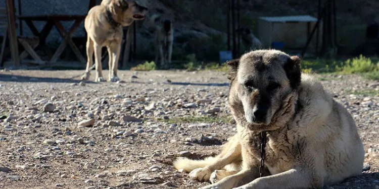 Kangallar İsviçre’de gündem oldu