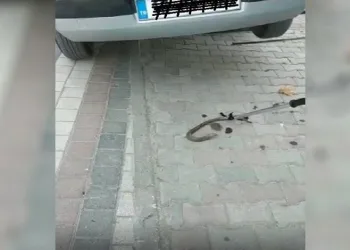 Bursa’da oluklu kertenkele operasyonu