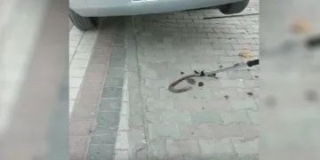 Bursa’da oluklu kertenkele operasyonu