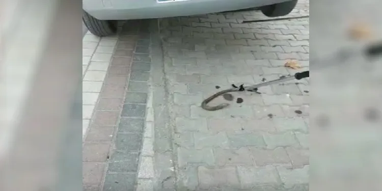 Bursa’da oluklu kertenkele operasyonu