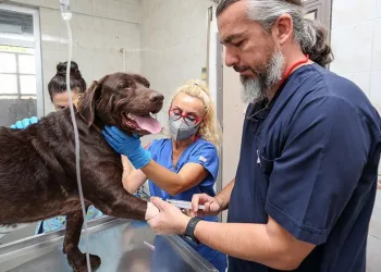 Bursa’da ilk! Köpeğe kök hücre tedavisi