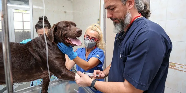 Bursa’da ilk! Köpeğe kök hücre tedavisi