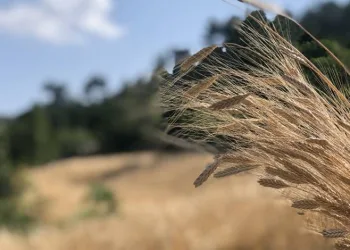 Siyez buğdayını Kozan’da yetiştirdi